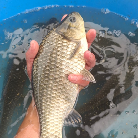 鲫鱼