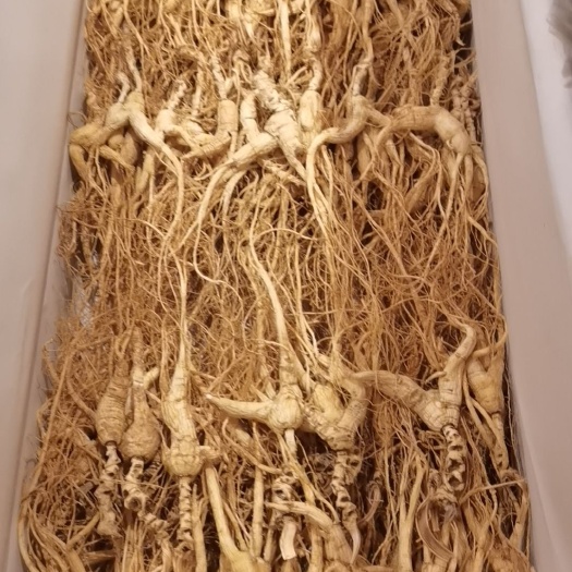 林下参，品类齐全，年头好，劲头足，全部现货实发，24小时内发