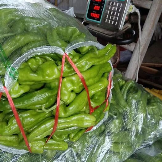 麻城市麻城青椒
