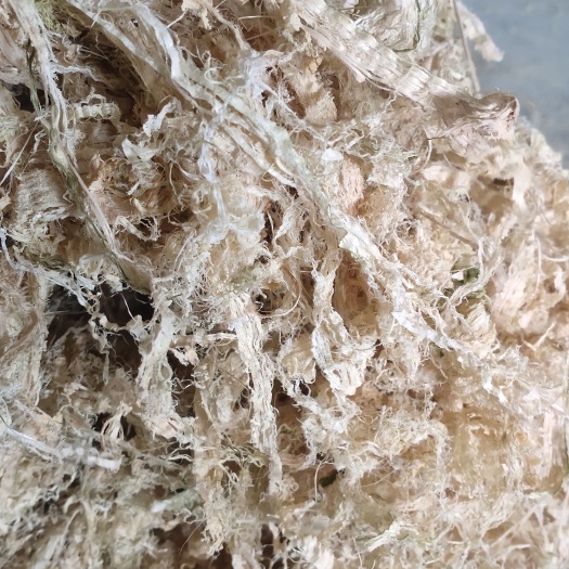 大厂竹茹量大