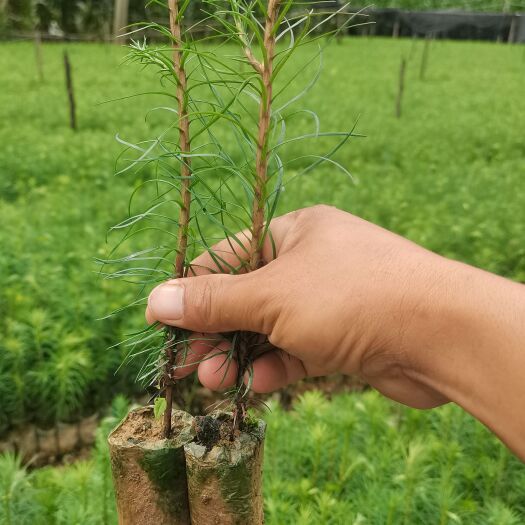 晴隆县杉树苗