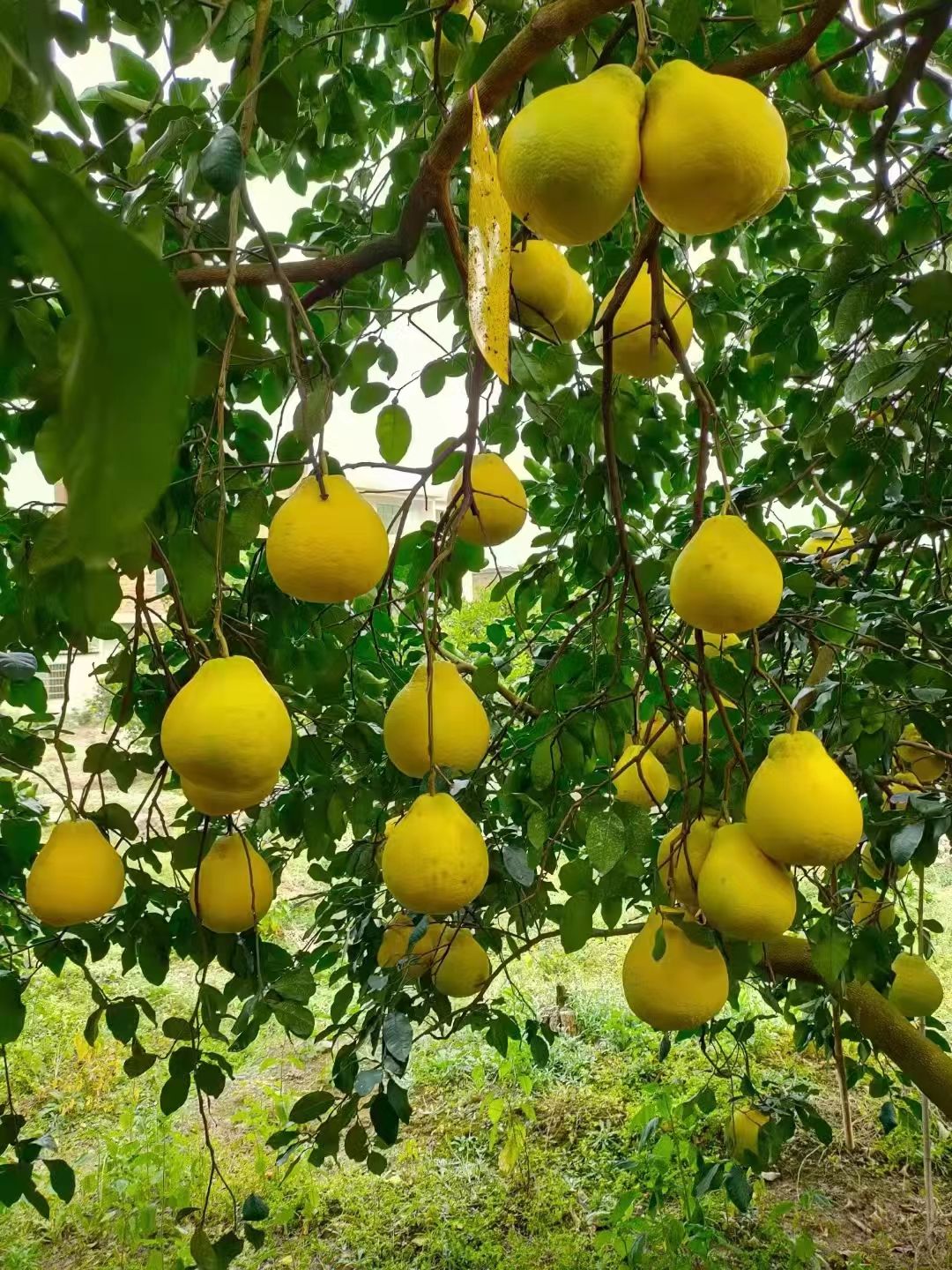 江永老树柚子，皮薄水份足，农户家一手货源看货直接农户对接