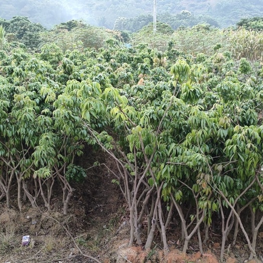 广州桂味荔枝苗