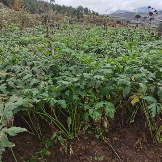 甘洛县中药材独活来自四川品质优良的根茎类药材