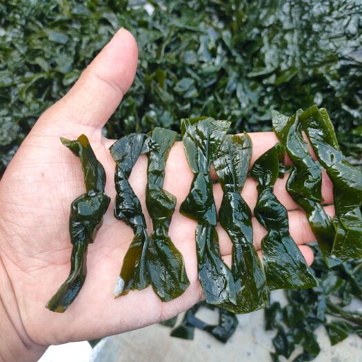 荣成市盐渍海带原菜，丝，条，扣