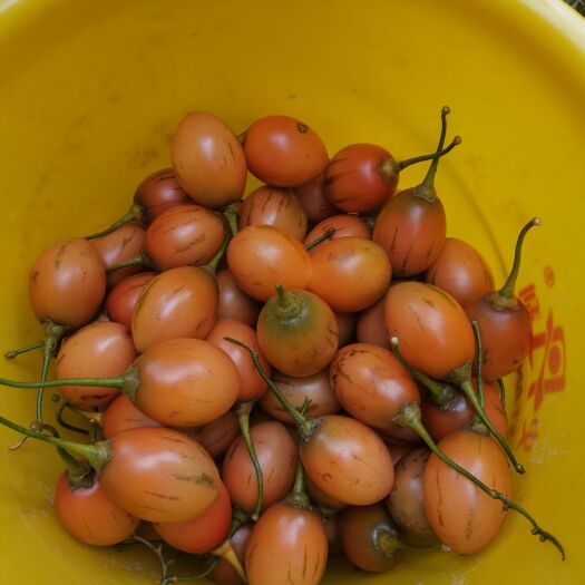 蒙自市树番茄