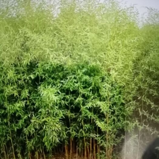 湖州金镶玉竹