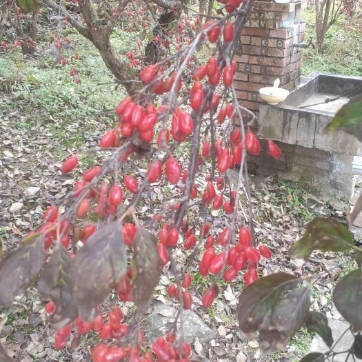 周至县山茱萸