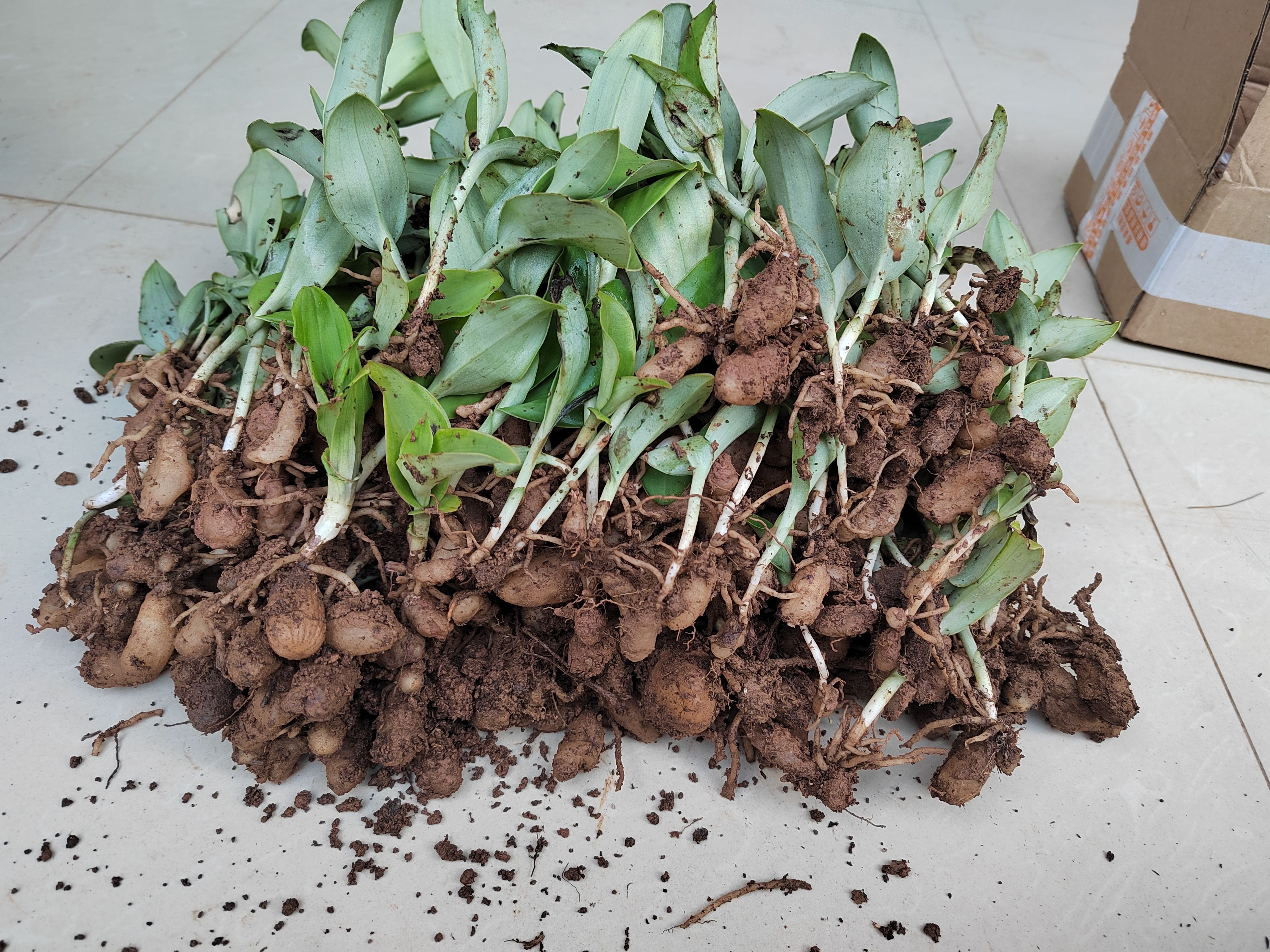 双肾草丶双肾果