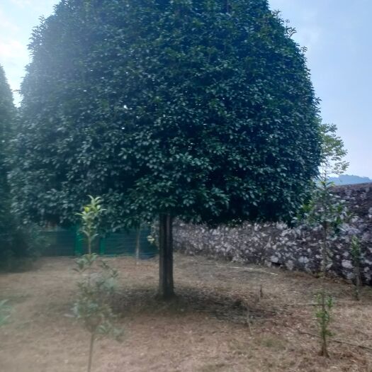 阳朔县紫叶碧桃桂花树