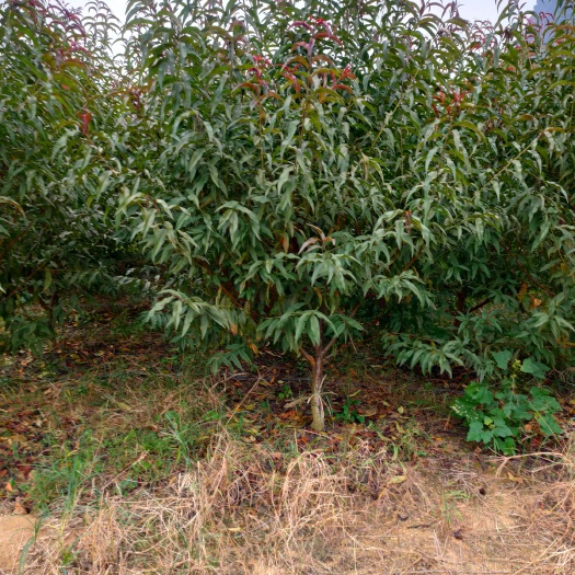 阳朔县紫叶碧桃