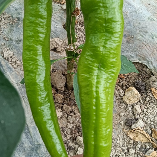 凤山县牛角椒