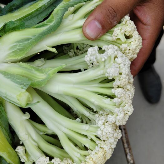邯郸本地精品小米散花大量上市中