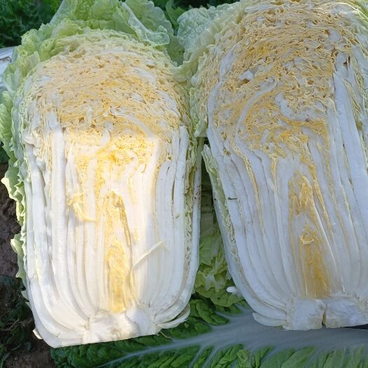 保定矮颗黄心菜有货
