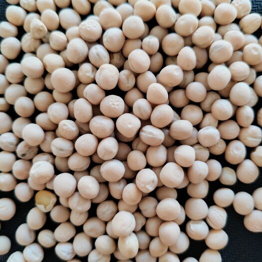 白豌豆大量现货，颗粒饱满，欢迎咨询购买！