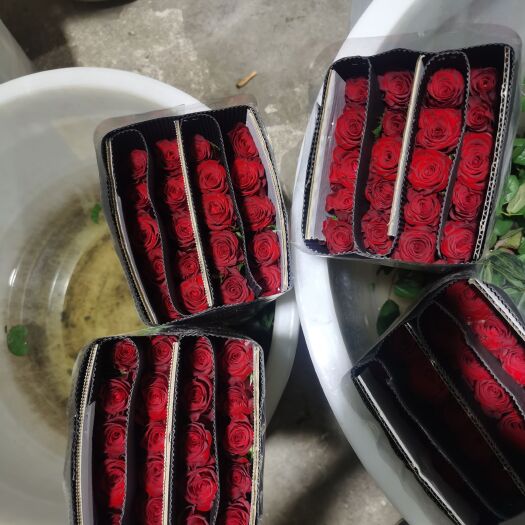 昆明＂高原红＂最新上市，50亩云南楚雄产地直销，质优价廉。