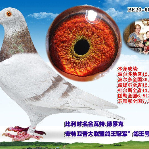 赵县成绩鸽  血统鸽  各大公棚鸽子
