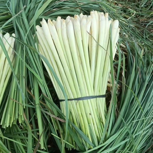 桂平市新鲜香茅草，自家基地直供，价廉物美