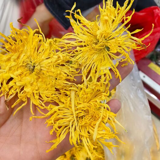 亳州金丝皇菊 一泡一朵 干货无硫 量大从优