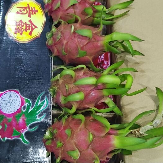 凭祥市白心火龙果，大量批发。