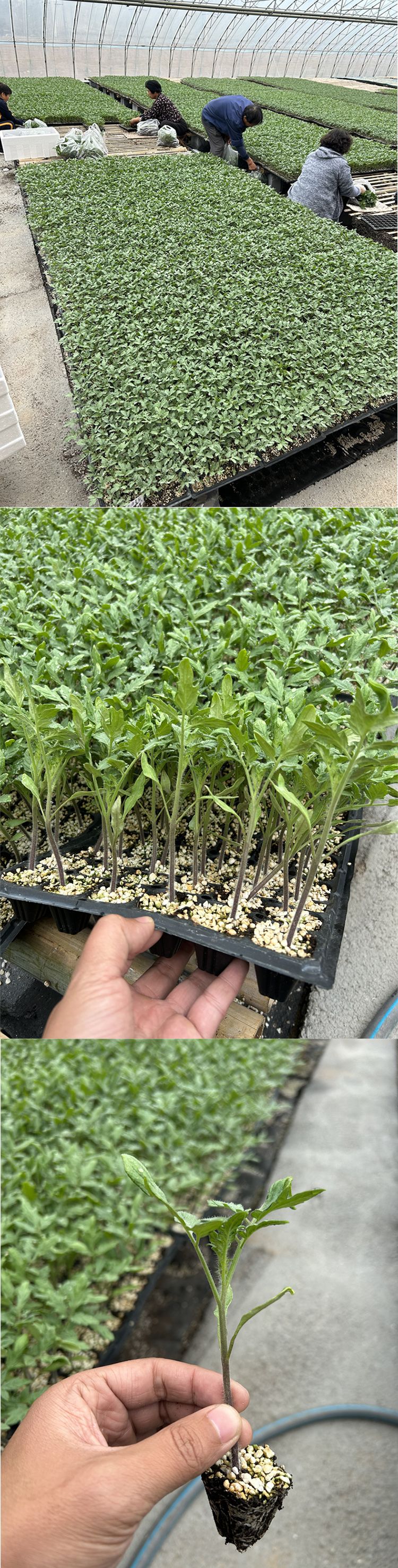 草莓番茄苗 口感西红柿 绿肩番茄苗 铁皮西红柿苗十里香