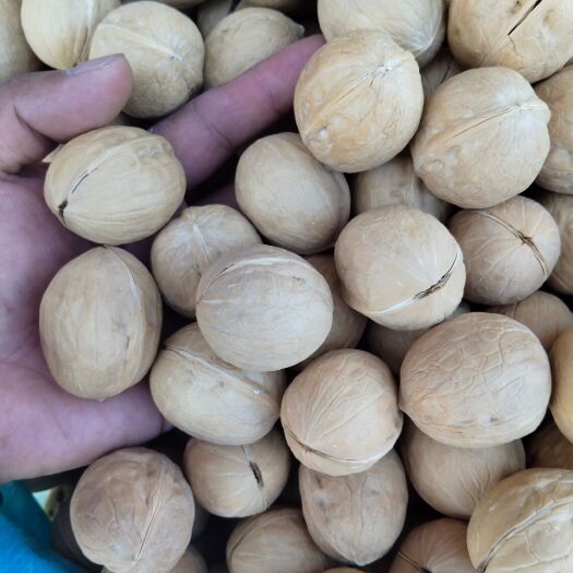 沧县薄皮核桃