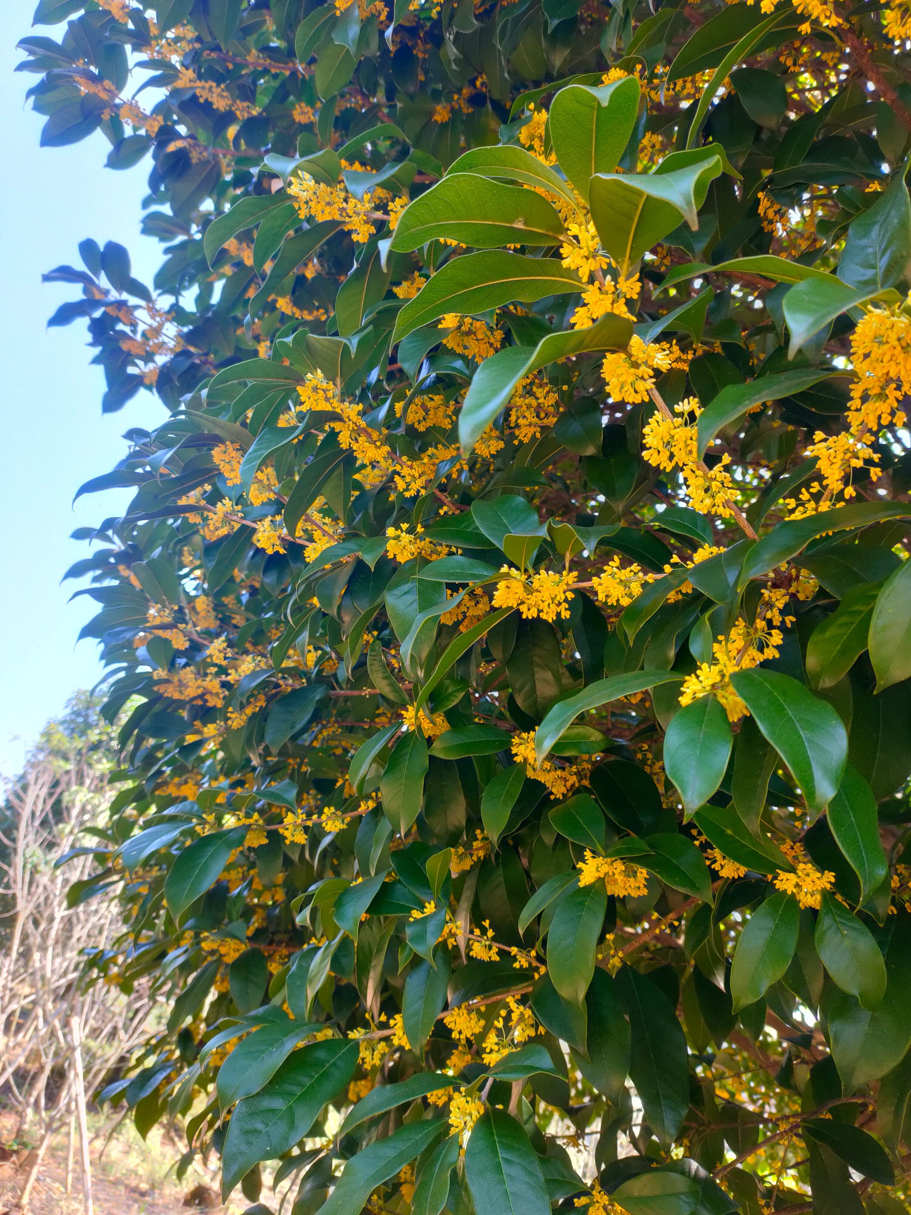 紫叶碧桃桂花树