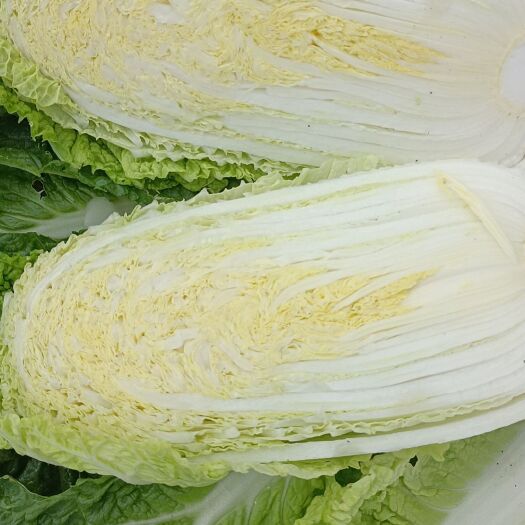 陆良县琰珑黄白菜，无虫眼，无烧心