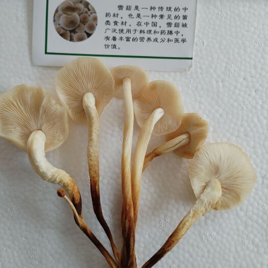 高青县雪莲菇，全国独一家！