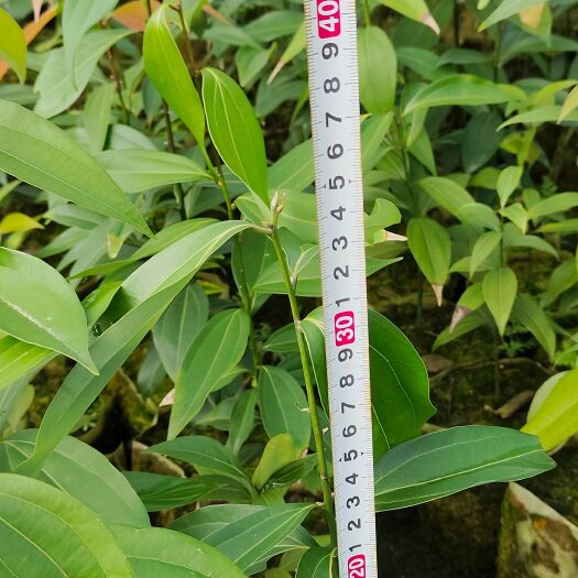 奉新县浙江樟容器苗