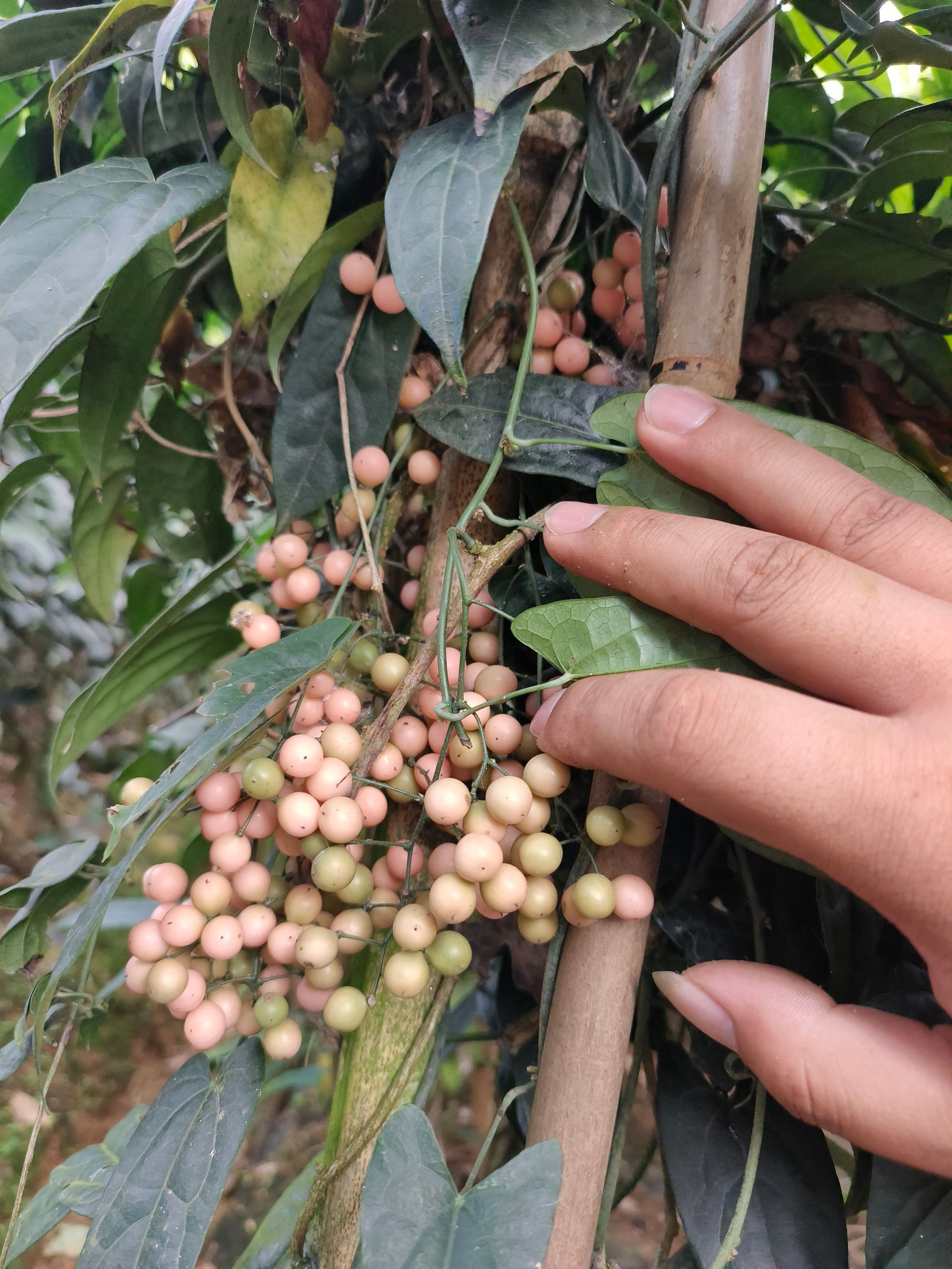 云南大叶金果榄种子 地苦胆种子 金线吊葫芦种子提供种植技术