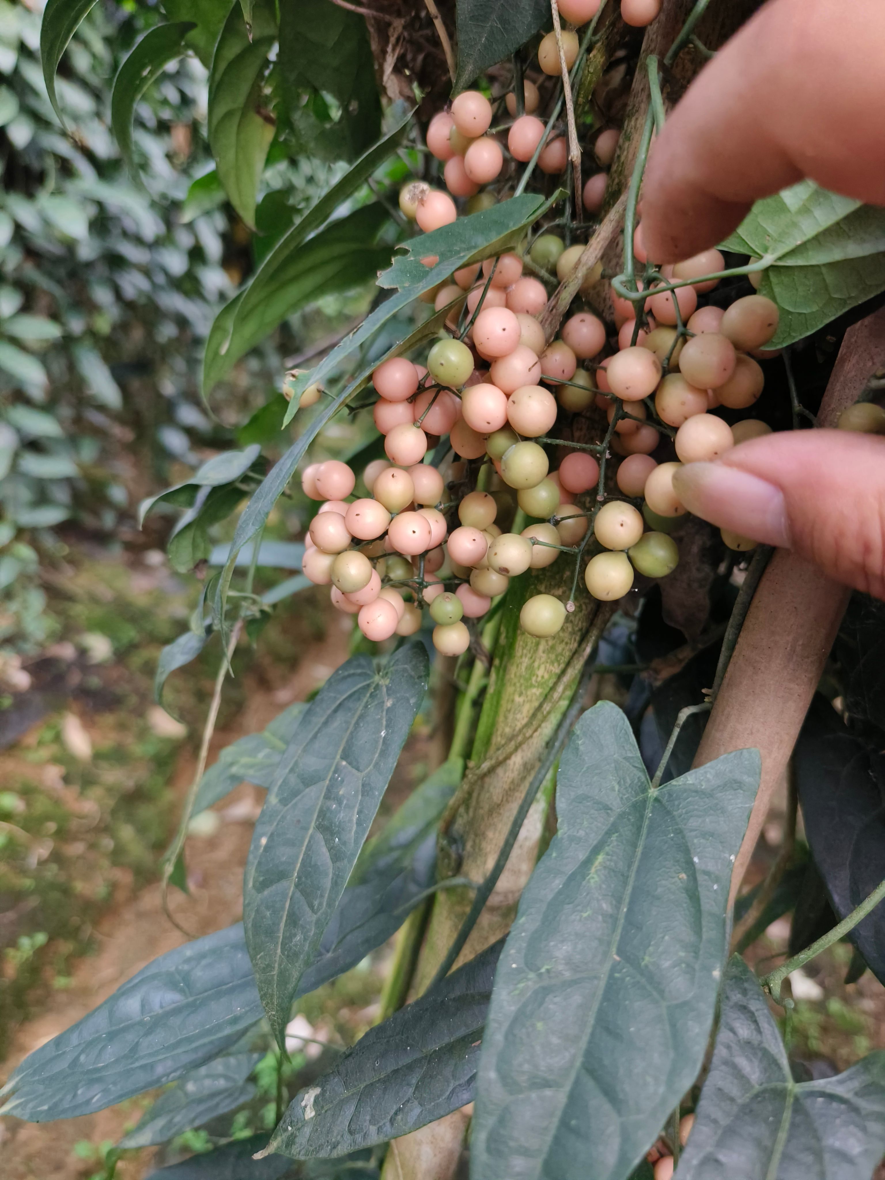 云南大叶金果榄种子 地苦胆种子 金线吊葫芦种子提供种植技术