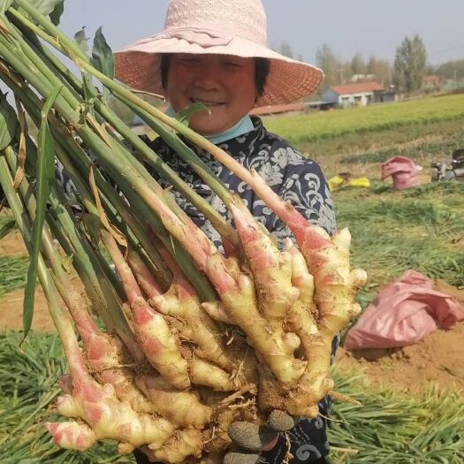 莒县山东鲜姜价格 鲜姜产地批发价格行情