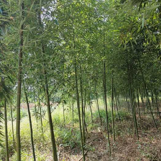 余庆县3至4公分刚竹（苗圃直供，价格实惠）