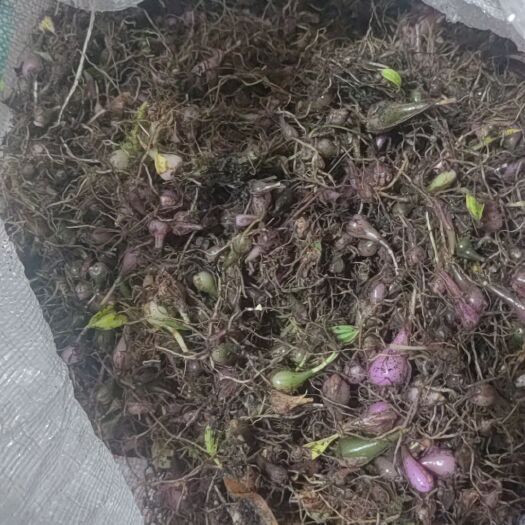 香格里拉白芨 冰球走苗
