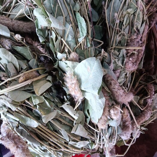 梧州【狸尾草】            别名：羊咩香、、狐狸尾草