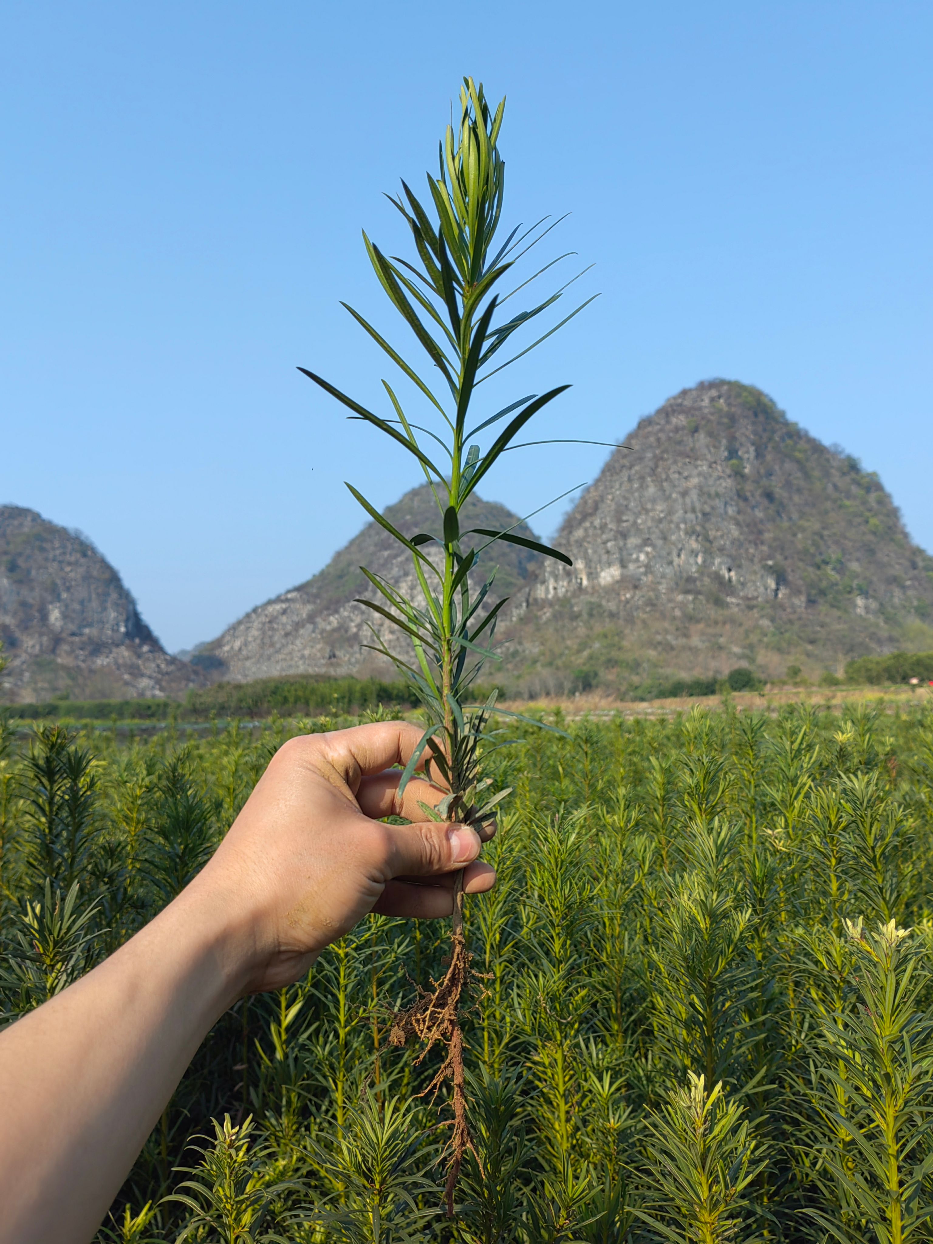 罗汉松苗 罗汉松小苗 罗汉松芽苗 短叶罗汉松