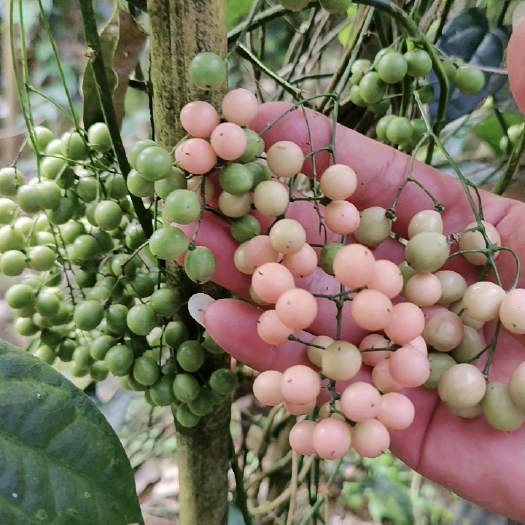 云南大叶金果榄种子 地苦胆种子 金线吊葫芦种子提供种植技术