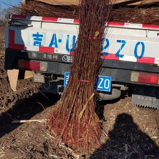 公主岭市山杏树苗