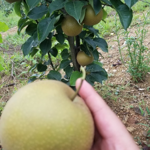 和县翠冠梨