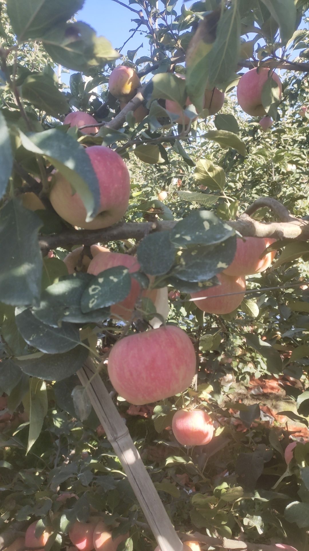 山東萊西萊陽260畝紅富士蘋果  脆甜口 全紅 片紅