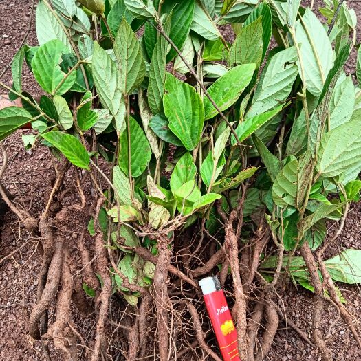 墨江县千斤拔，红皮白肉，干货，鲜货。云南的，无虚假。