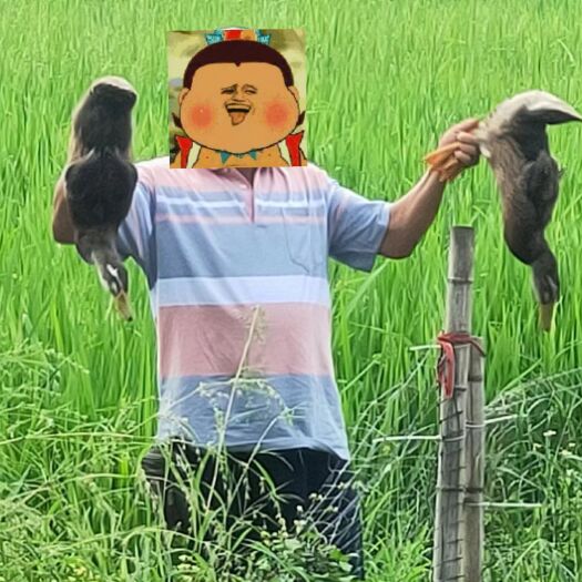 广州稻米（鸭稻）