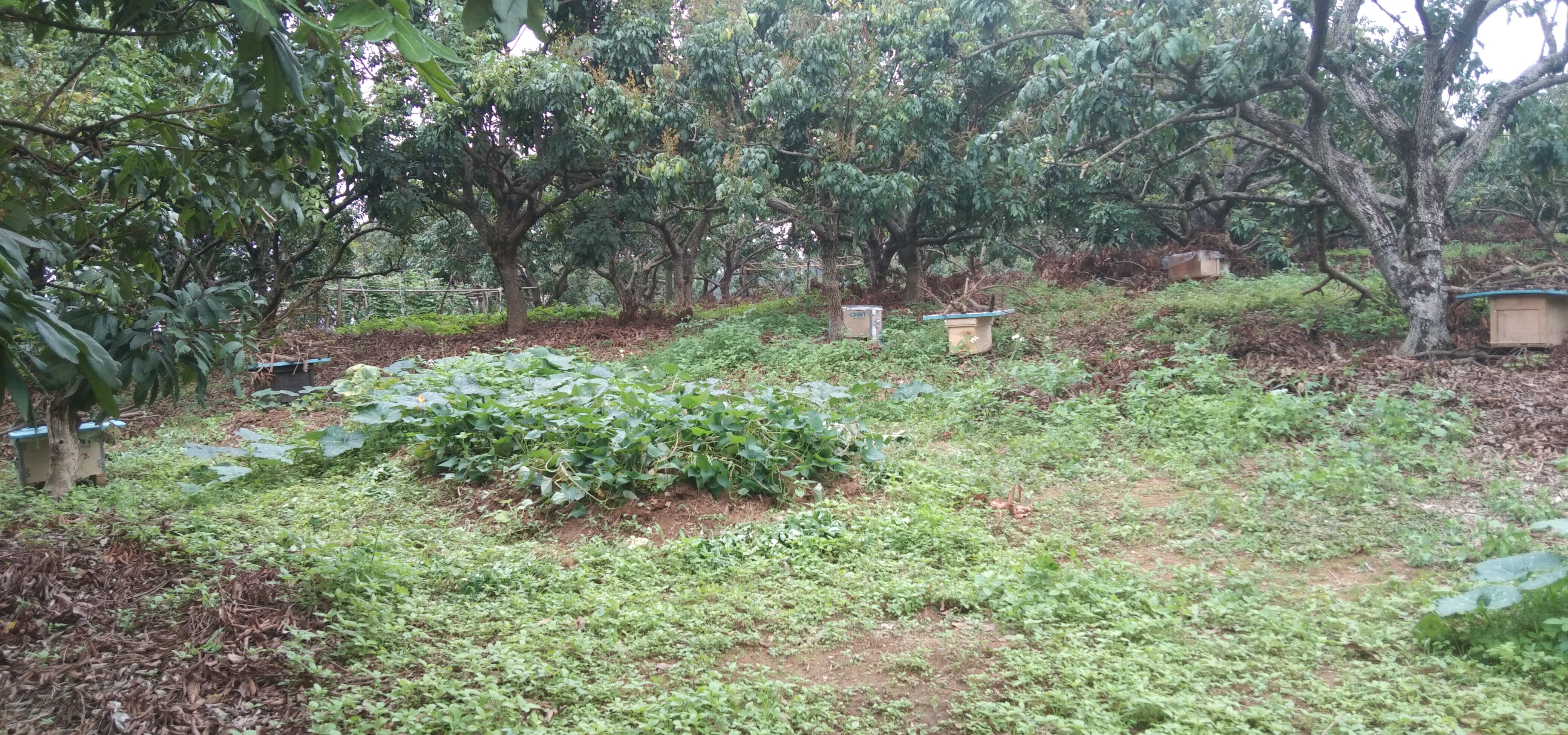 广西十万大山中华蜜蜂蜂蜜