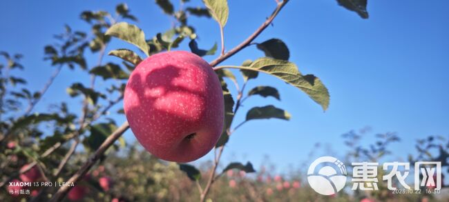 正zong甘肃高山脆甜红富士