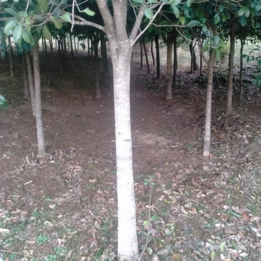 江永县桂花树苗5一2O公分