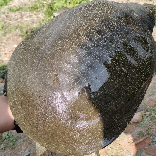 霍邱县外塘生态老白油2斤3斤4斤，5年的外塘白油公鱼