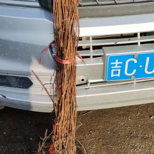 公主岭市山葡萄苗