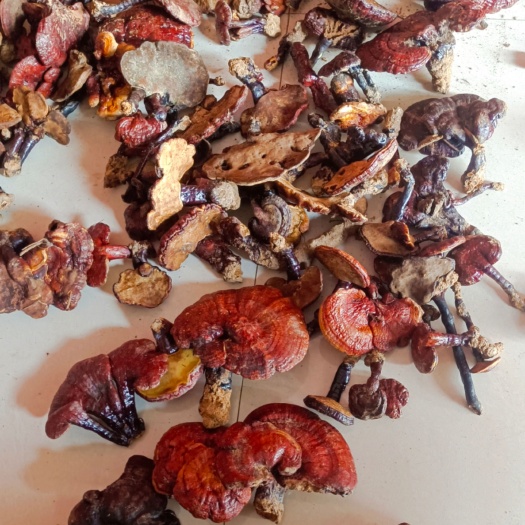 田林县红灵芝 紫灵芝 保证正品，假一罚十一手货源量大从优