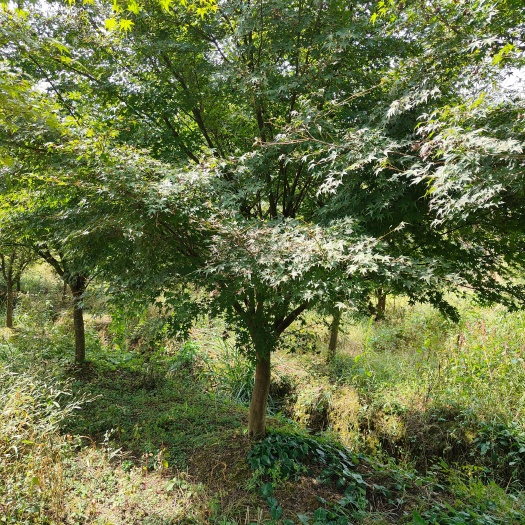 余庆县10公分鸡爪槭（苗圃直供，价格实惠）